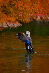 紅葉の秋に身近な公園の池で出会えるかわいい日本の野鳥、カルガモ