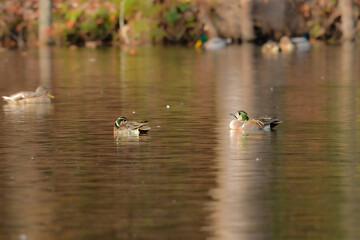 身近な公園の池や湖で冬に見られる渡り鳥、気品ある模様が美しいトモエガモ