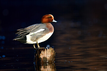 秋から冬に身近な公園の池や川で出会えるオレンジ色の頭がよく目立つ冬の渡り鳥、ヒドリガモ