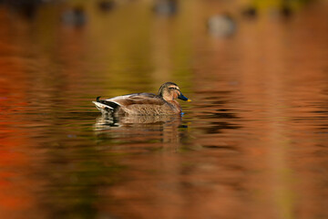冬のカモの群れの中に時々見られる親子が異なる混血のカモ