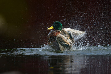 秋から冬に日本各地の公園に渡来する冬に見られる水辺の鳥、マガモ