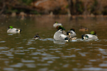 冬に公園の池や湖で見られる緑とワインレッドの頭がとても美しい渡り鳥、人気者のヨシガモ