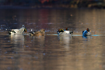 冬に公園の池や湖で見られる緑とワインレッドの頭がとても美しい渡り鳥、人気者のヨシガモ