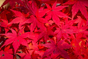 京都や日光で見られる、真っ赤なカーペットのような、美しい秋の日本の紅葉