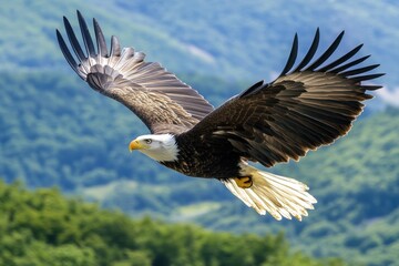 Fototapeta premium A sharp-eyed eagle in midflight nature's majesty high altitude stunning photography clear blue sky wildlife beauty captured in sharp detail