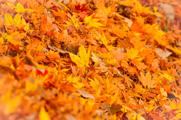 京都や日光で見られる、真っ赤なカーペットのような、美しい秋の日本の紅葉