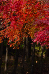 Fototapeta premium 京都や日光で見られる、真っ赤なカーペットのような、美しい秋の日本の紅葉