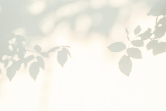 Rose leaf shadow. Shadows and light from sunlight of natural rose leaf tree branch plant , grey rose leaves shadow overlay effect for foliage mockup