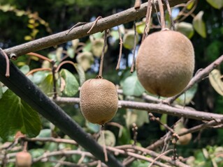 Kiwi fruit growing