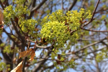 Closeup of fairview maple flowers, Colorado