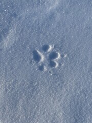 Perfect Paw Print in Snow
