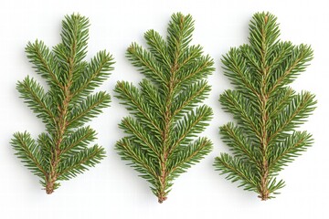 Three Fresh Evergreen Sprigs on a White Background Ideal for Seasonal Decorations, Nature Crafts, and Holiday Arrangements
