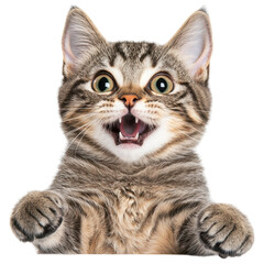 A playful, excited tabby cat with wide eyes and an open mouth, displaying a joyful expression, white background, transparent background.
