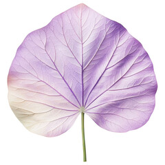 Obraz premium A delicate, pastel-hued leaf showcasing intricate vein patterns and a smooth texture, white background, transparent background.