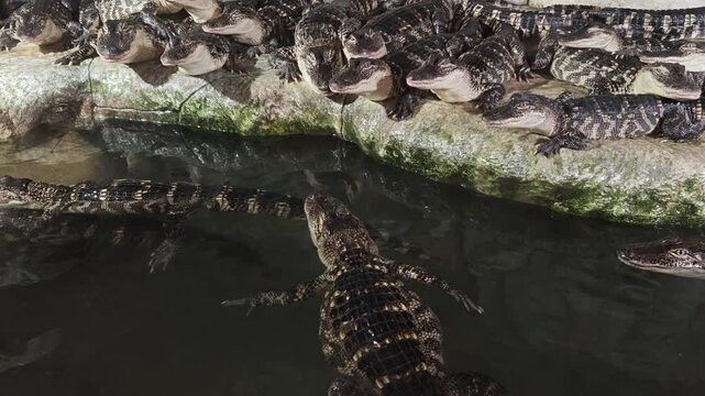 Crocodiles aquarium close-up. Dangerous amphibious reptiles live behind glass. The concept of species conservation and protection. Many crocodiles rest and sleep, swim in the water. Exotic animals