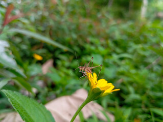 crickets sitting on yellow flowers