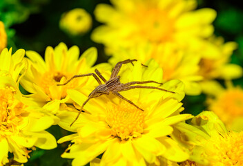The nursery web spider Pisaura mirabilis - brown spider waits for its prey on yellow aster flowers in the garden