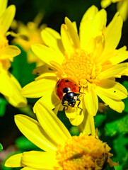 Ladybug beetle on the petals of a yellow chrysanthemum in the garden, Ukraine