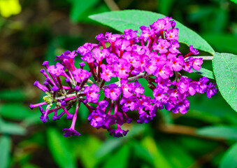 Obraz premium Buddleia davidii - inflorescence with red flowers against the sky in autumn in the garden