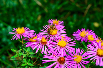 Obraz premium Honeybee collects nectar and pollen on red flowers with yellow stamens Aster in autumn in the garden