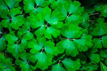 Aquilegia vulgaris - group of green original leaves of the plant in the garden