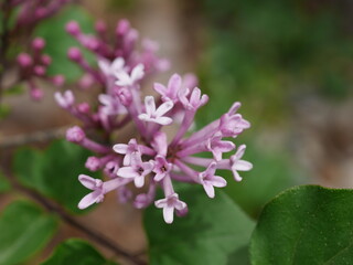 Closeup of pink lilac flowers, Colorado