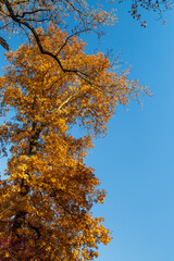 A tree with yellow leaves is in front of a blue sky