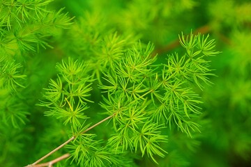 A vibrant close-up of lush green asparagus fern leaves. The delicate, feathery foliage creates a...