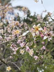 flowers on exotic tree postcard background. High quality photo
