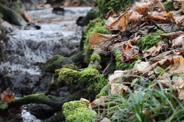Stream in snowless Winter