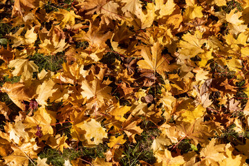 the dry foliage of yellow maples lies on the ground