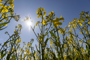 beautiful rapeseed flowers in sunny spring weather