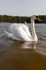 white swans who arrived in eastern Europe in the spring to raise offspring