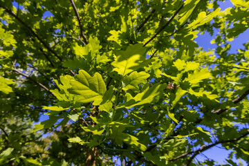 oak leaves in spring with blue sky