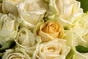 a group of small roses for gifts and other festive events