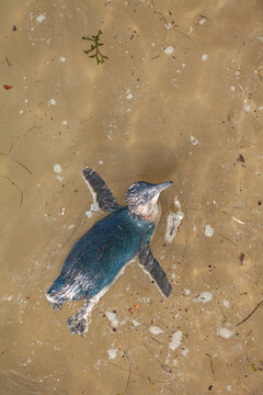 Zwergpinguin oder blauer Pinguin schwimmt tags&uuml;ber in St. Kilda Melbourne Australien.