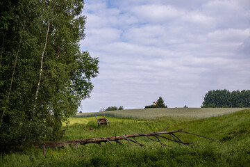 toter umgefallener Baum auf einer Wiese