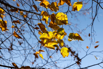 the last yellow foliage of the linden tree on the branches in sunny autumn weather