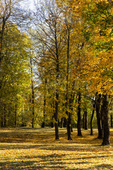 Naklejka premium landscape in the park with yellowing maple foliage in sunny weather