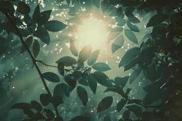 sun shining through tree leaves