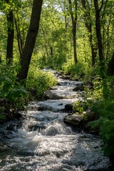 Obraz premium A tranquil stream flows through a lush forest, with sunlight filtering through the trees, creating a serene and peaceful atmosphere.