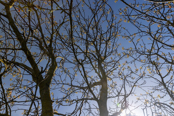 sunny weather in an orchard with walnuts