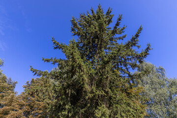 green needles of the pine coniferous tree in sunny weather