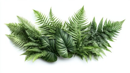 Beautiful composition with fern and other tropical leaves on white background. Banner design