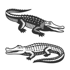 Crocodile Vector Art and Illustration
