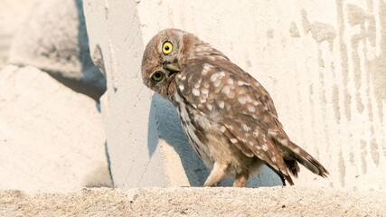 eagle owl in flight