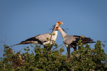 Secretary Bird