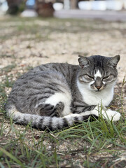 a beautiful cat on the beach walks by itself