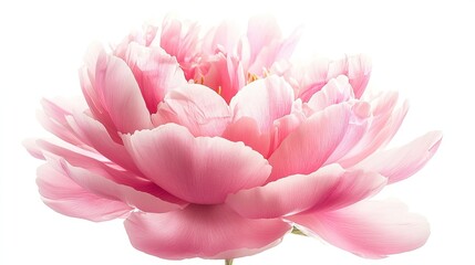 Fototapeta premium Beautiful Close-Up of a Soft Pink Peony Flower with Delicate Petals and Gentle Lighting, Isolated on White Background, Perfect for Floral and Nature Themes