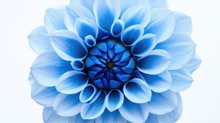 Obraz premium Delicate Blue Bloom with Intricate Petal Design Showcasing Natural Beauty and Floral Elegance in a Bright and Airy Background